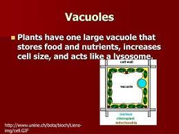 Plant Cells Plant Cell Cell Mitochondria