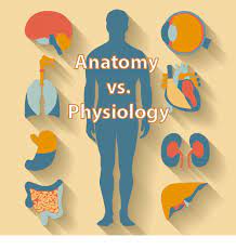 Anatomy And Physiology Difference Anatomy Drawing Diagram