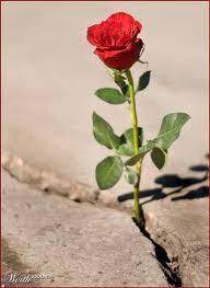 The Rose That Grew From Concrete Concrete Rose Growing Roses Bloom Where Youre Planted