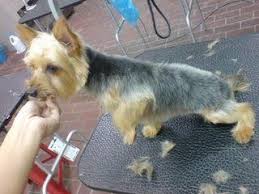 Pin On Bella Jacob Tazz Homer