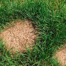 Spread and rake the seed into the soil so it is lightly covered. Diagnosing Bare Dead Spots In A Lawn