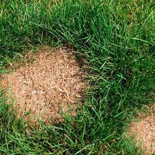 There is nothing more frustrating then going out to the lawn to find dead spots or dry spots because your sprinkler controller failed to turn on. Diagnosing Bare Dead Spots In A Lawn
