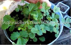 6 Metode Menanam Strawberry Dari Biji Menanam Kebun