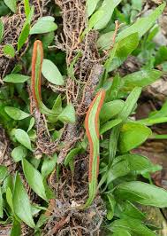 Image result for Pyrrosia