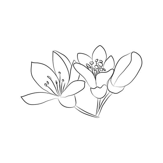 uma raminho do n&eacute;roli, 3 flores e folhas do laranjas ou lim&otilde;es. linear flores &iacute;cone, citrino bot&acirc;nica 35204919 Vetor no Vecteezy