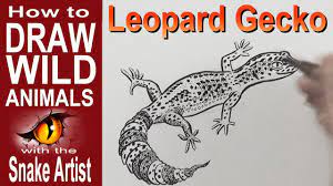 Continue to sketch out the body shape like you see here, and then draw the back legs, and feet the same way you drew the front feet and toes. How To Draw A Leopard Gecko Intermediate Youtube