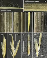 Image result for Tripogon minimus