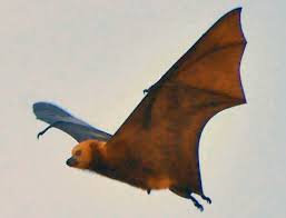 Image result for Philenoptera wankieënsis