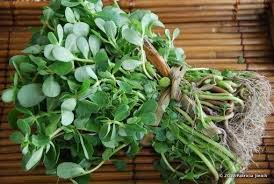 When rice is tender, toss in verdolagas and walnuts, season to taste, and serve it forth! Purslane Or Verdolagas Purslane Recipe Mexican Food Recipes Mexican Food Recipes Authentic