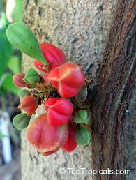 Image result for Paullinia bipinnata