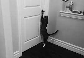 He is a black, siamese, fixed, male cat, about 1.5 yrs old. Cat Escaping How To Keep A Cat From Running Out The Door Cat Loves Best