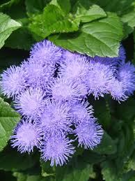 Image result for Ageratum