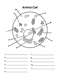 It includes a blank animal cell, blank plant cell, labeled animal cell, labeled. Cell Parts Diagrams By Kelsey Laborio Teachers Pay Teachers