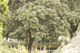 Image result for Syzygium cordatum