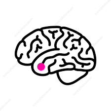 Pituitary tumors