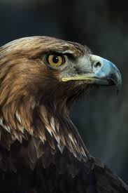 Bird Of Prey Tattoo Atributetolife Eagle Pictures Bird Of Prey Tattoo Birds Of Prey
