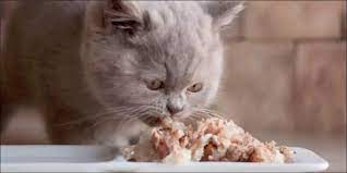 We did not find results for: 10 Merek Makanan Penggemuk Kucing Murah Berkualitas