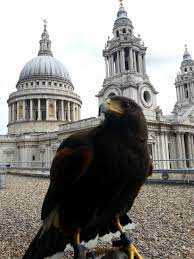 The trial is fully functional, and the paid version removes ads. Bird Of Prey Hawking Pest Control Service Predator Pest Solutions