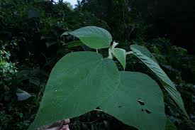 Image result for Urera