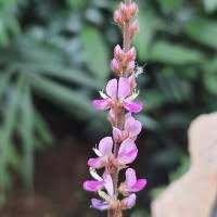 Image result for Polhillides