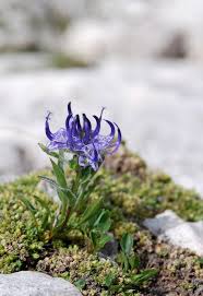 Image result for Phymaspermum