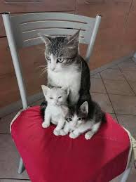 Pin By Danilo Simoes On Gatti Cats Cute Cats Kittens Cutest