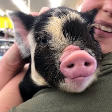 BRAVO, the 5 week old Kune Kune pig,stopped by for a harness