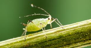 Do not to put the spray on. Diy Pest Control From Plants In Your Garden Farmers Almanac