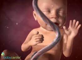 Com 23 semanas de gestação, o bebê já tem a audição bem desenvolvida. A Gravidez Por Dentro Semanas 21 A 27 Video Babycenter