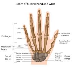 Pin On Patient Education Hand Wrist Elbow