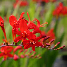 Crocosmia lucifer produces a fiery red flower from corms. Buy Montbretia Crocosmia Lucifer 4 99 Delivery By Crocus
