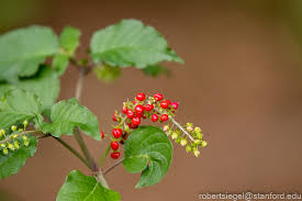 Image result for Petiveriaceae