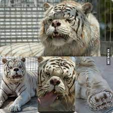 Check spelling or type a new query. Meet Kenny He S The First Tiger With Down Syndrome 9gag