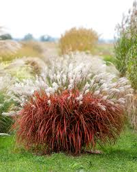 Image result for Miscanthus sinensis