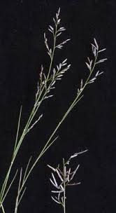 Image result for Eragrostis sylviae