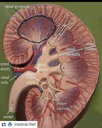 Renal pyramid — ▪ anatomy any of the triangular sections of tissue that constitute the medulla, or inner substance, of the kidney. Facebook