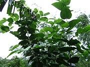 Image result for Grewia pubescens
