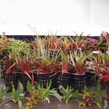 Image result for Eriocaulon maronderanum