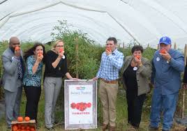 Shop our great selection of square tomato cages & save. Department Of Agriculture New Jersey Department Of Agriculture Honors Procacci Brothers During Farm To School Week