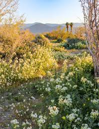 While we haven't had enough rain to bring on a superbloom in the park this year, there are a few areas where you can find a sprinkling of annual wildflowers. Anza Borrego Desert State Park Wildflowers Bloom 2021 Guide State Parks Wild Flowers Nature Photography