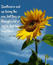 Sunflower Quotes 20 Best Sunflower Sayings With Images