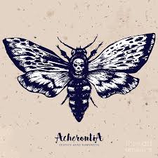 It's thought this squeaking sounds like a queen bee, and it protects the moth from attack when feeding on honey in bee hives. Deaths Head Hawkmoth Hand Drawn Vector Digital Art By Inna Sinano