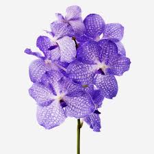 Don't forget to use a fresh potting medium. Amethyst Vanda Cut Orchid Flowers Flowerbx