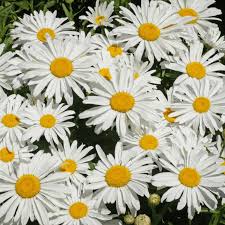 Cant be beat for her long season of blooms and full, tidy habit. Silver Princess Shasta Daisy Seeds White Daisy Seeds