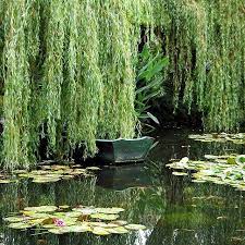 Many trees and shrubs are easy to start from a cutting. Pin On Idesign