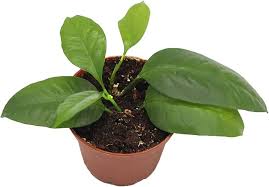 Image result for hoya multiflora