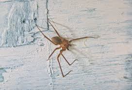Brown recluse spider is tan to gray in color with slender tapering legs. Identify Brown Recluse Spiders With Pictures