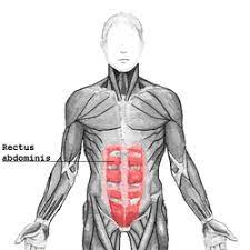 Around the stomach and small intestine • primary hormones: Rectus Abdominis Muscle Wikipedia