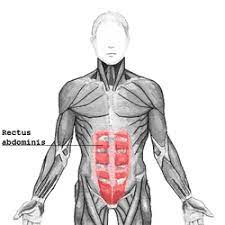 This muscle stabilizes and secures the scapula on the thoracic cage, scapular protraction, and retraction, as well as the name bicep suggests, this muscle contains two muscle bellies (long head, short head). Rectus Abdominis Muscle Wikipedia