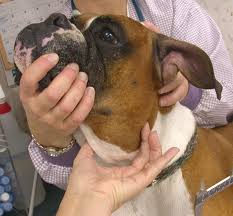 Lymphoma Cancer In Dogs Check More At Http Www Nhprimecare Org Lymphoma Cancer In Dogs